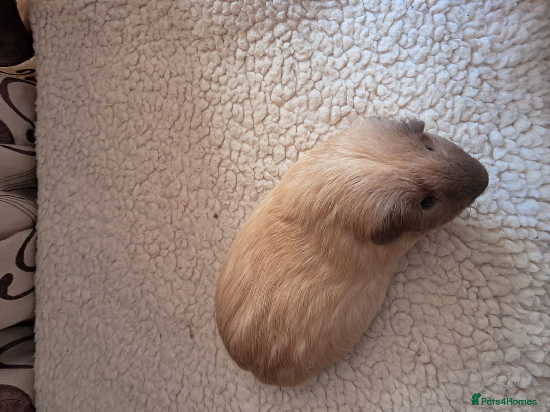 Guinea Pig rodents for sale: BEAUTIFUL PURE CALIFORNIAN BOARS  - Image 4