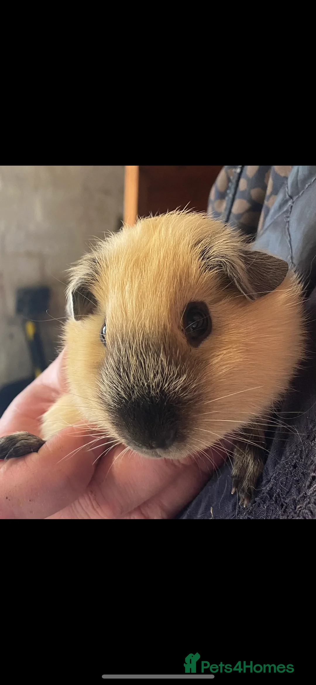 Guinea Pig rodents for sale: Californian x Guinea pigs - Advert 8