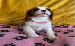 Cavalier King Charles Spaniel dogs for sale: Stunning cavalier King Charles puppies  - Image 8