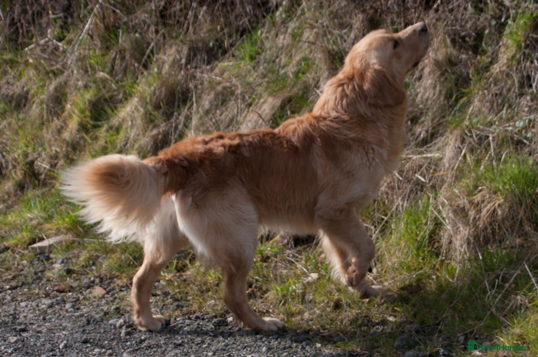 Golden Retriever dogs for stud: STUNNING KC GOLDEN RETRIEVER  - Advert 7