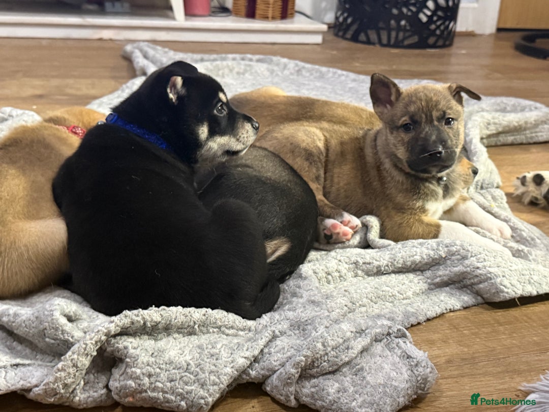 Mixed Breed dogs for sale: Malamute x puppies - Advert 3