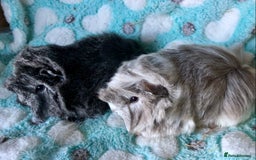 Guinea Pig rodents for sale: Beautiful baby Longhaired Peruvian boys  - Advert 6