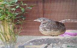 Pheasants poultry for sale: One Male Silver Pheasant and Lady Amherst  - Image 5