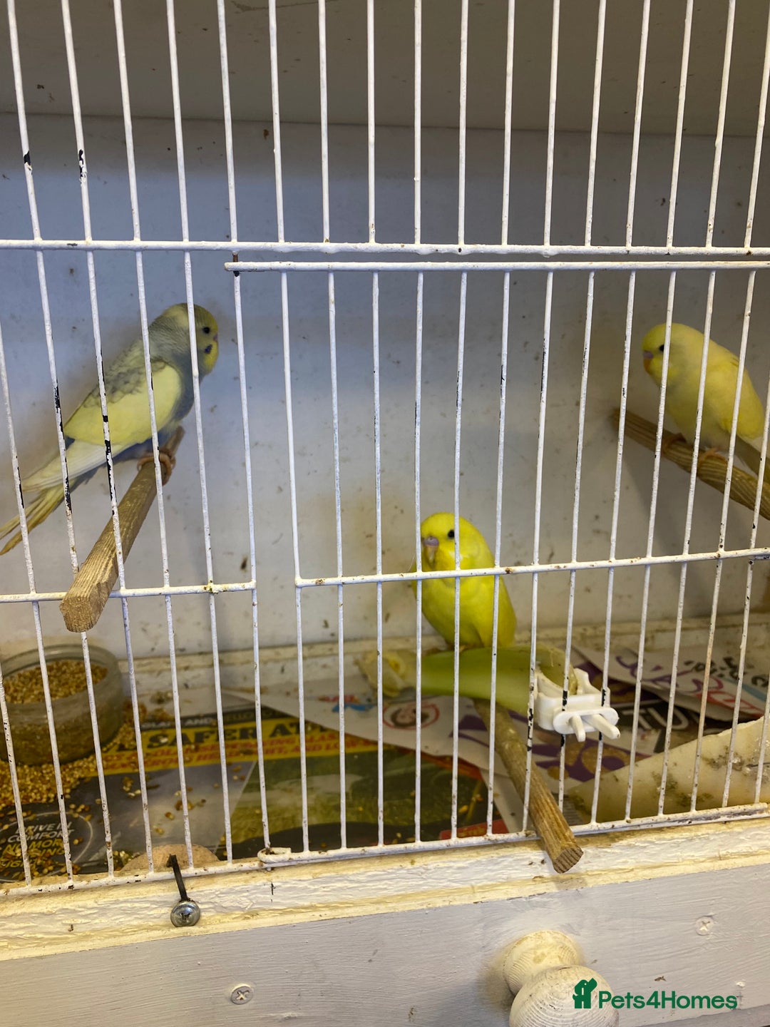 Budgerigars birds for sale: Baby budgies - Image 4