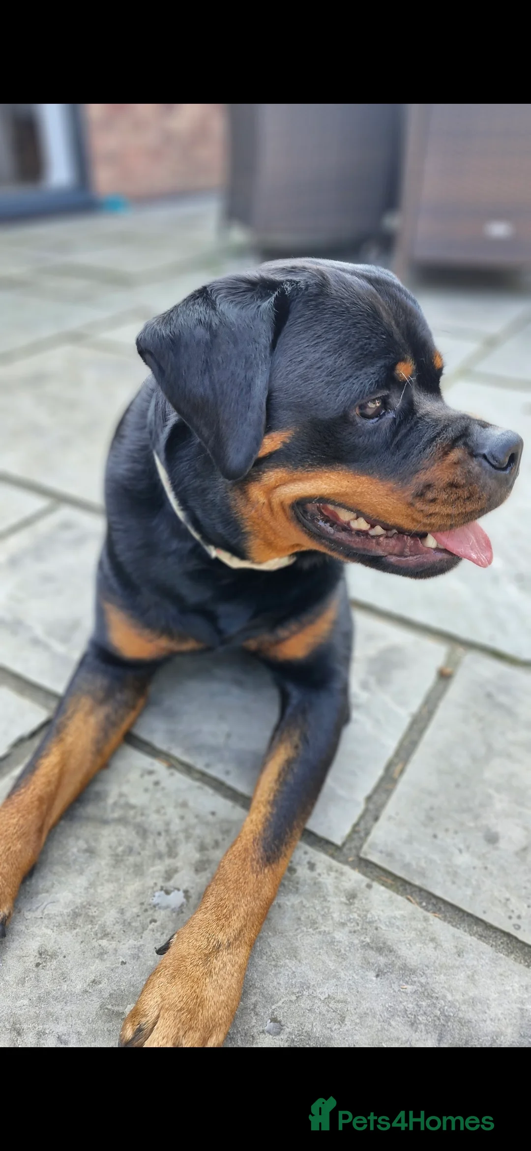 Rottweiler dogs for adoption: Roxy the loveable Rottie - Advert 3