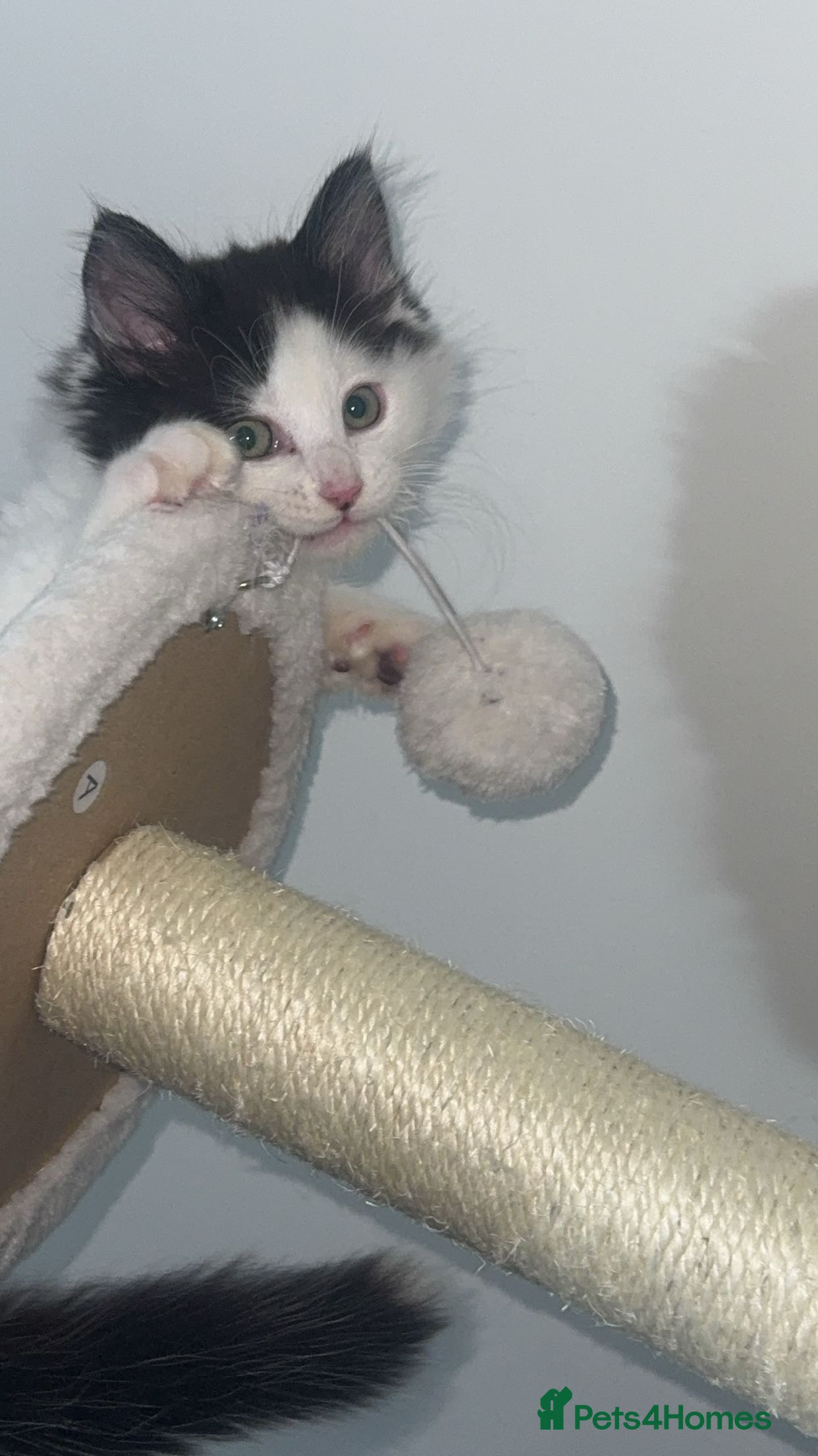 Domestic Shorthair cats for sale: 2 boys and 2 girl kittens - Advert 9