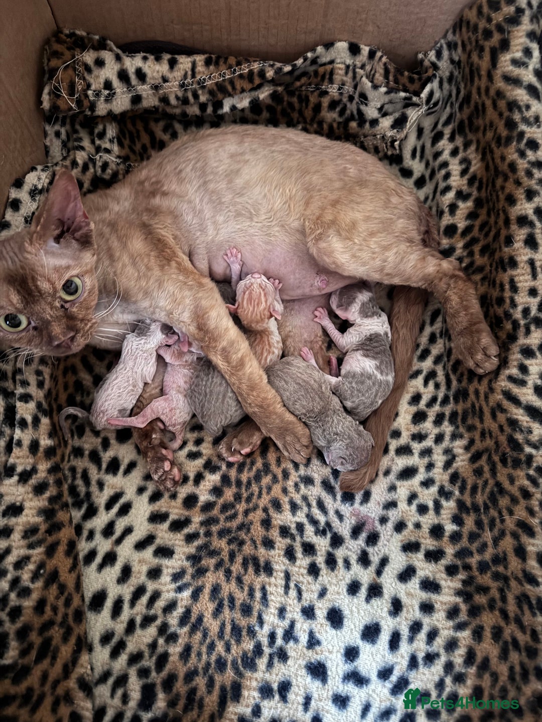 Devon Rex cats for sale: Adorable pedigree Devon Rex  - Image 13