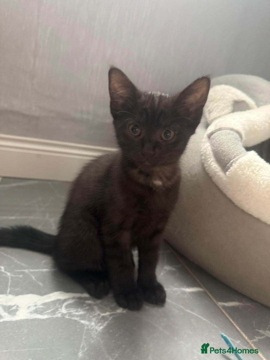 Turkish Angora cats for sale: Turkish Angora Kitten-Each ready for a loving home - Image 16