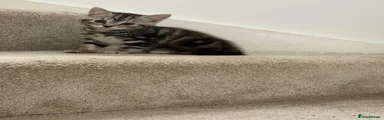 British Shorthair Kitten 1
