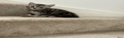 British Shorthair cats for sale: British short hair kittens - Advert 11