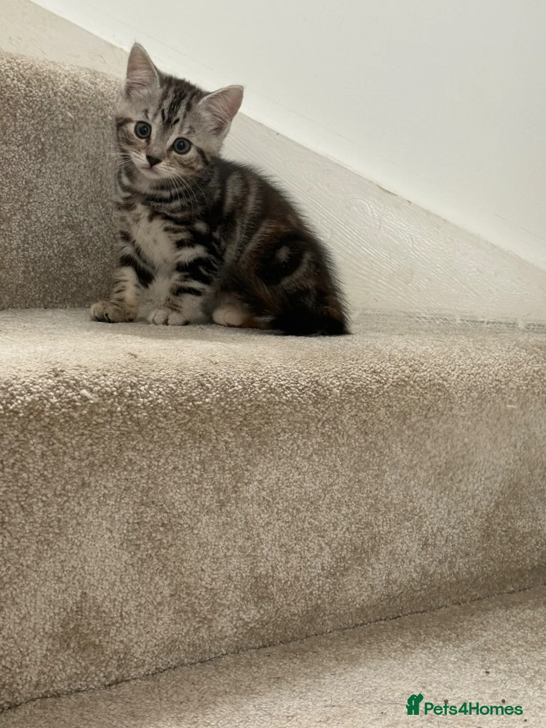 British Shorthair cats for sale: British short hair kittens - Advert 11