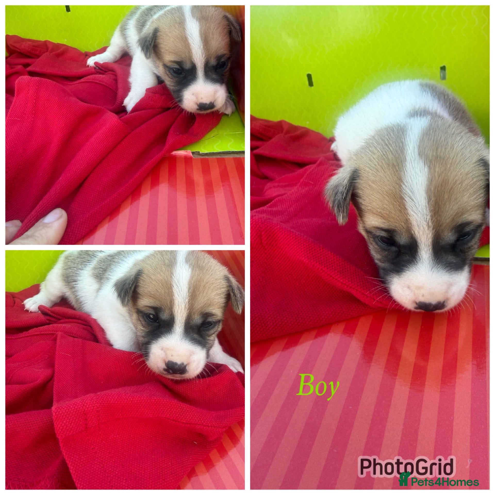 Jack Russell dogs 2 Stunning jack Russell puppies boys - Advert 10