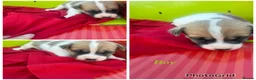 Jack Russell dogs for sale: Stunning jack Russell puppies  in Doncaster - Advert 4