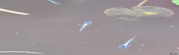 Other/Mixed Breed fish for sale: Miyuki Blue Medaka Ricefish  - Advert 7