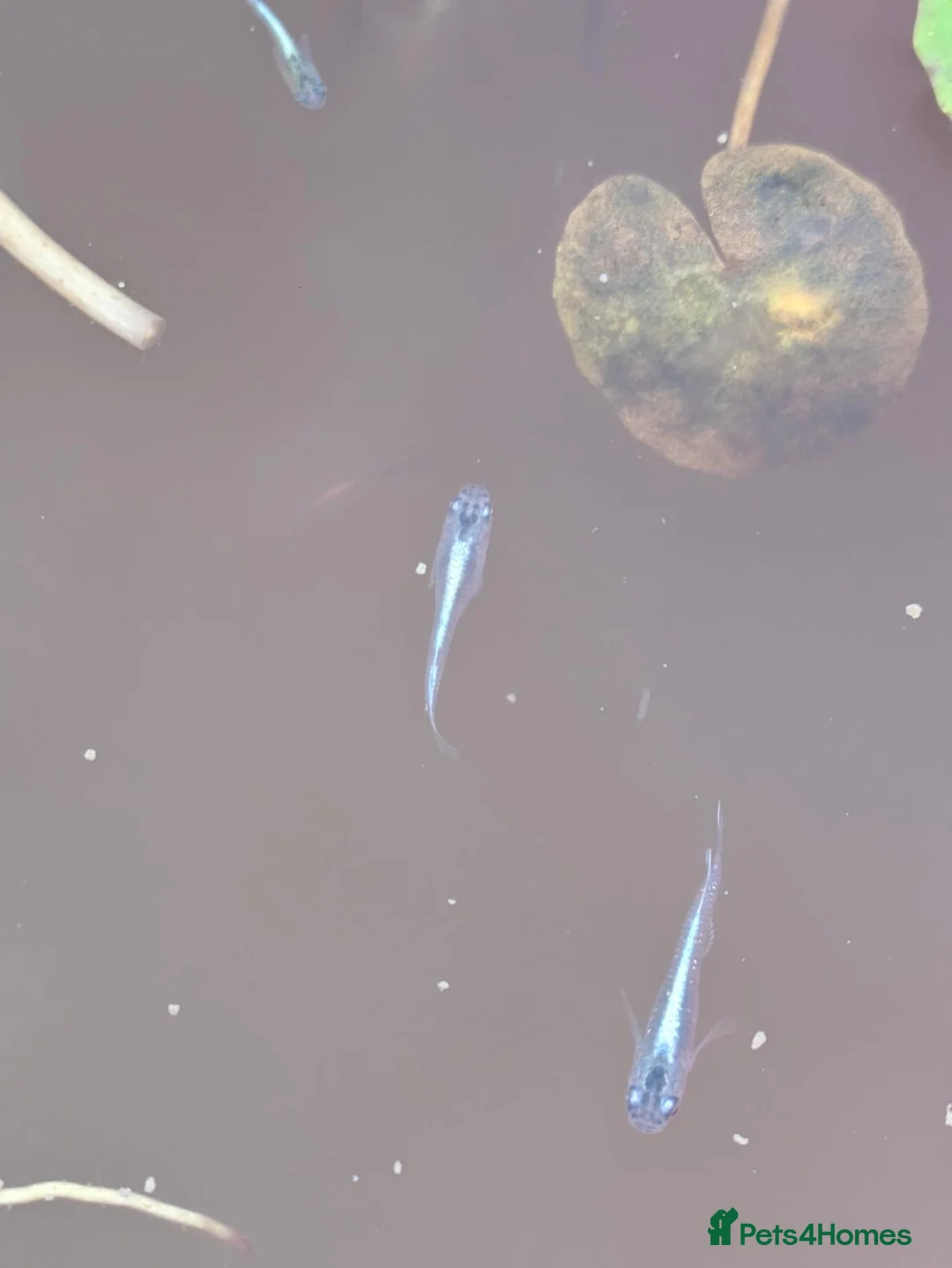Other/Mixed Breed fish for sale: Miyuki Blue Medaka Ricefish  - Advert 7