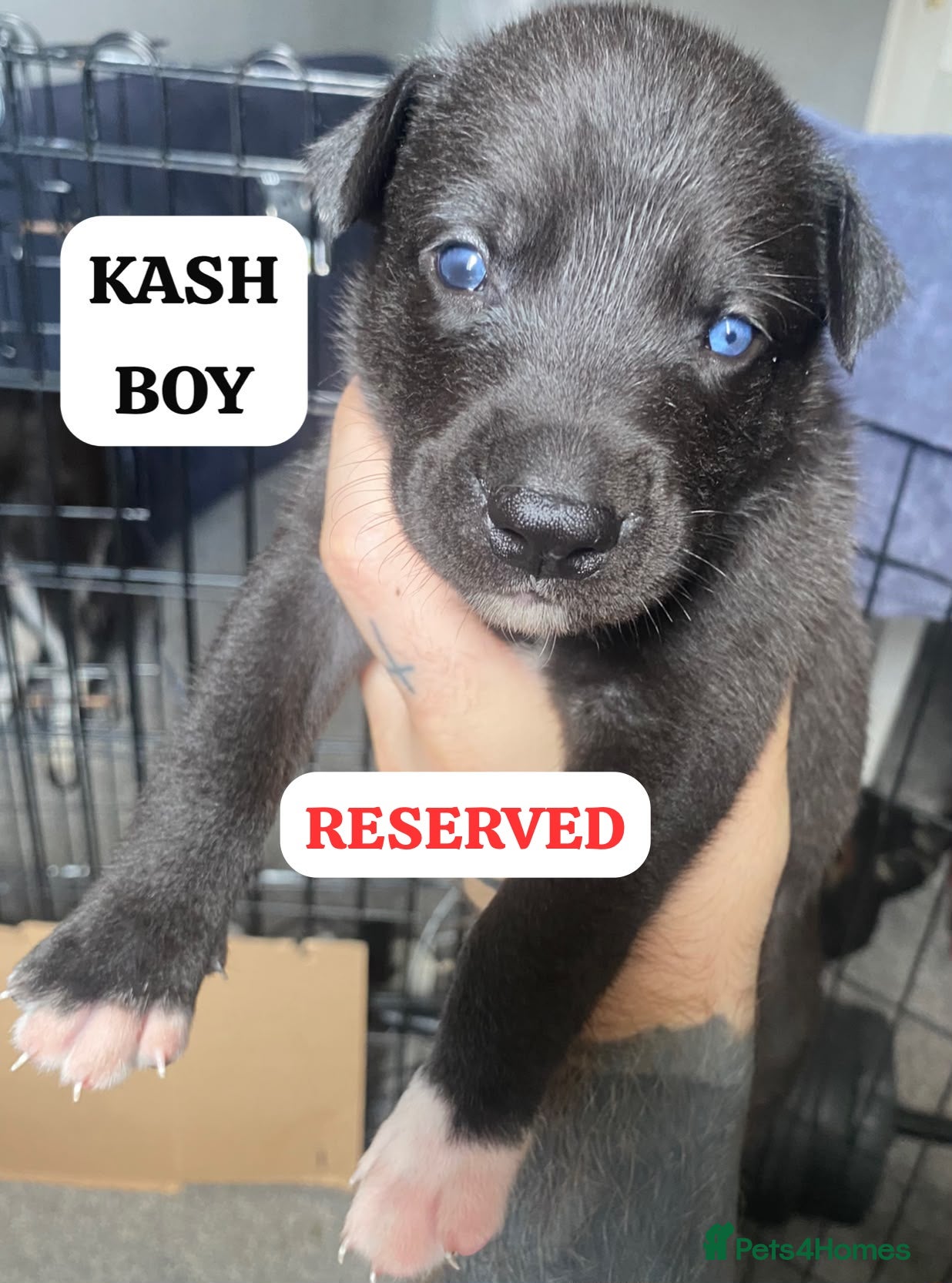 Mixed Breed dogs PRESKY PUPPIES - (SIBERIAN X PRESA) VERY RARE MIX! - Advert 2