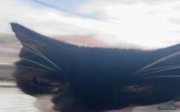 Domestic Shorthair cats for sale: Black Kitten Needs New Home  - Image 2