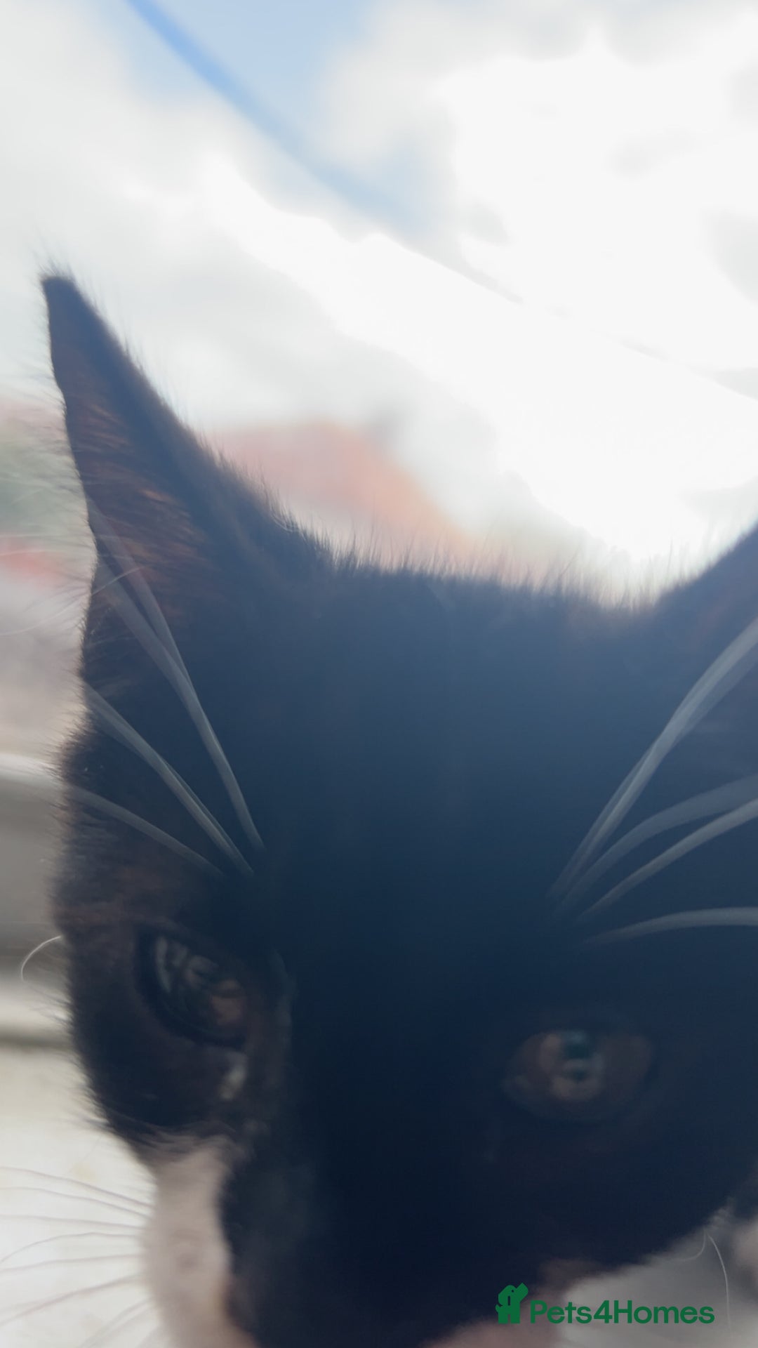 Domestic Shorthair cats for sale: Black Kitten Needs New Home  - Image 2
