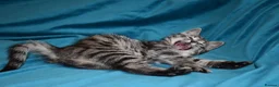 Mixed Breed cats for sale: 6 Gorgeous kittens for sale - Advert 32
