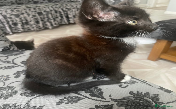 Domestic Shorthair cats - Advert 3
