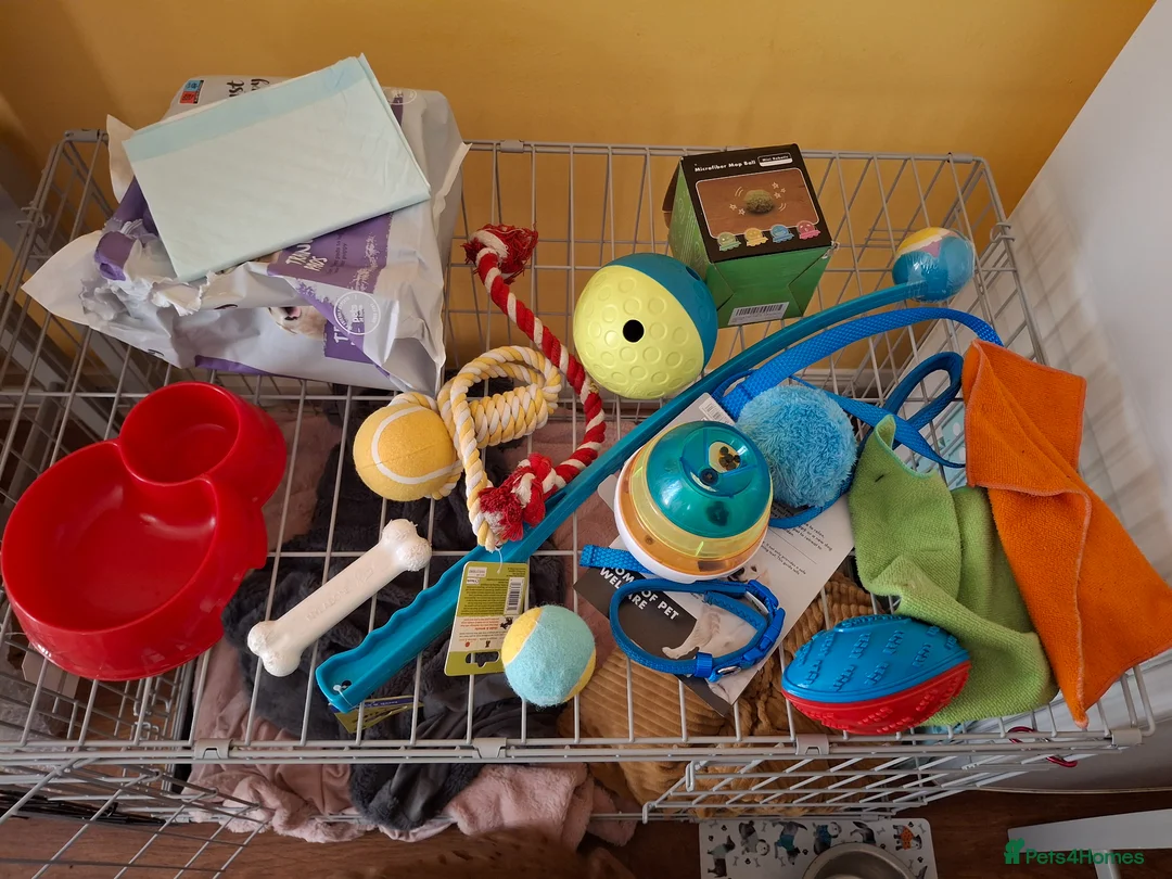 Cavapoochon dogs for sale: Male Cavapoochon (12 weeks 4 days) - Advert 11