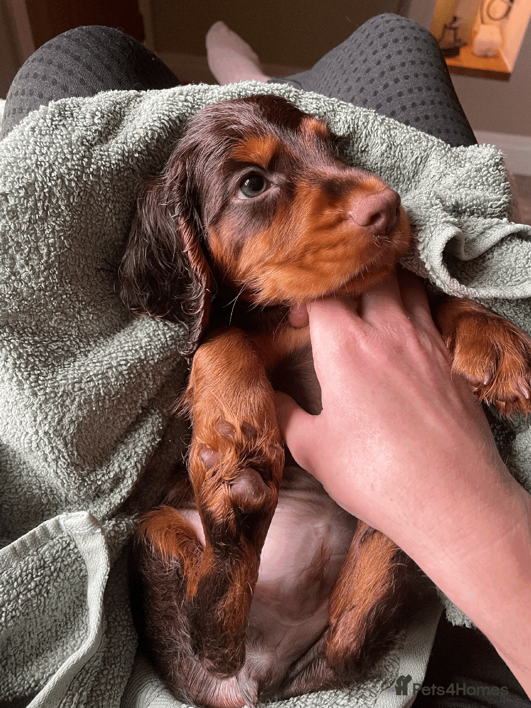 Cocker Spaniel dogs for sale: Cocker Spaniel Pups Outstanding Pedigree Lines! - Advert 5
