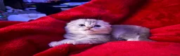 Scottish Fold cats for sale: Absolutely unreal Scottish fold x BSH litter!  - Advert 2