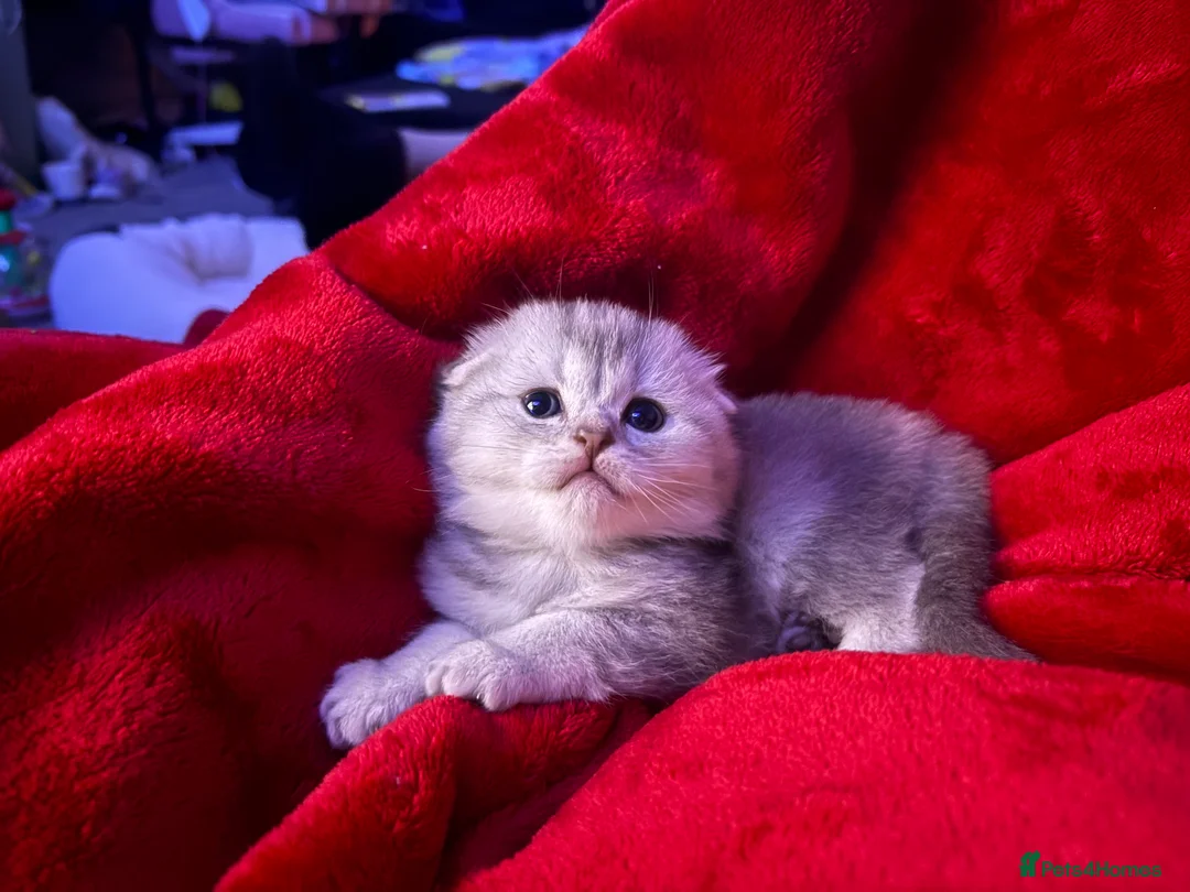 Scottish Fold cats for sale: Absolutely unreal Scottish fold x BSH litter!  - Advert 2