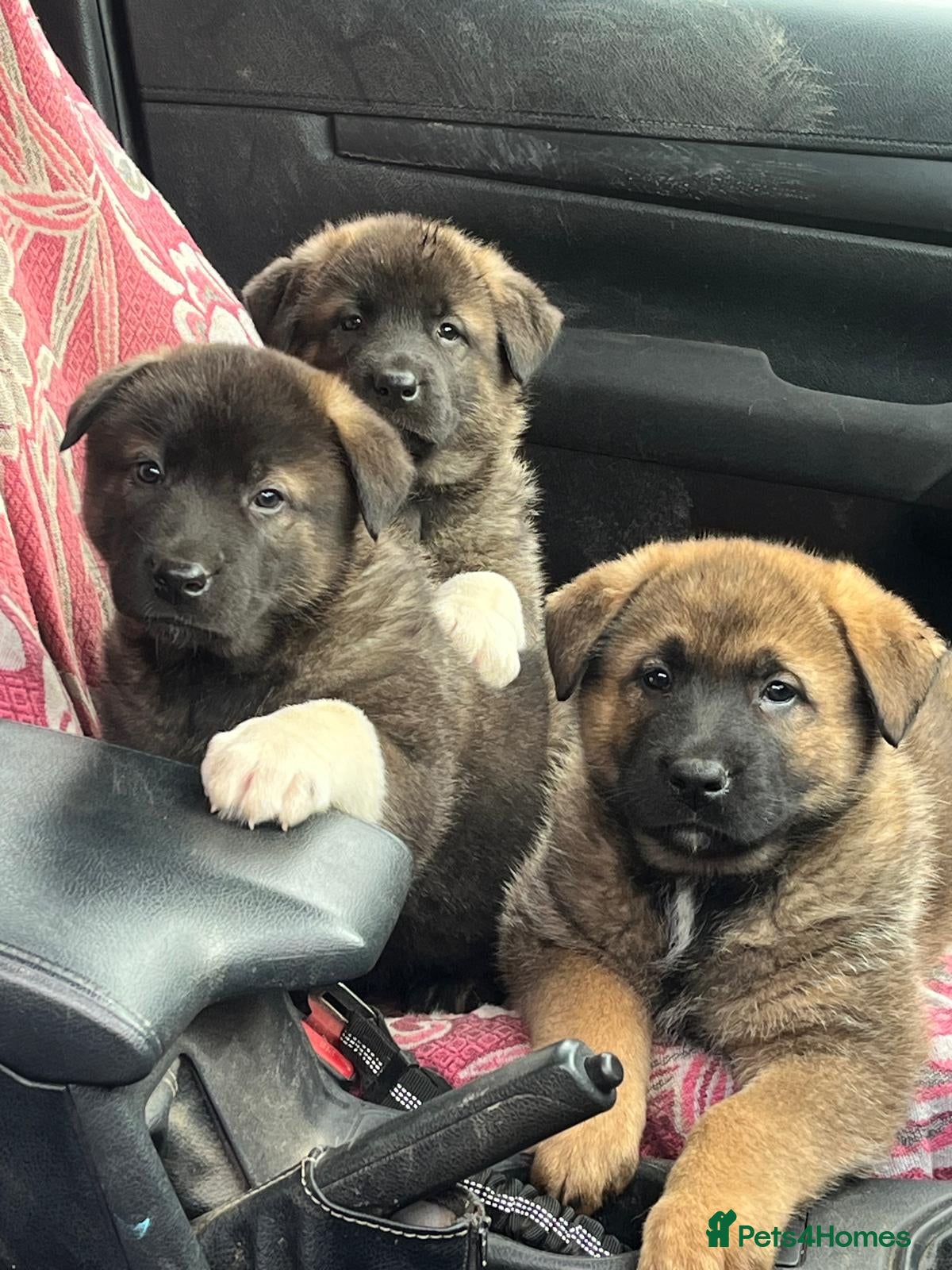 Mixed Breed dogs German Shepherd / American Akita Cross puppies  - Advert 1