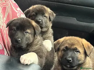 Mixed Breed dogs German Shepherd / American Akita Cross puppies - Advert 4