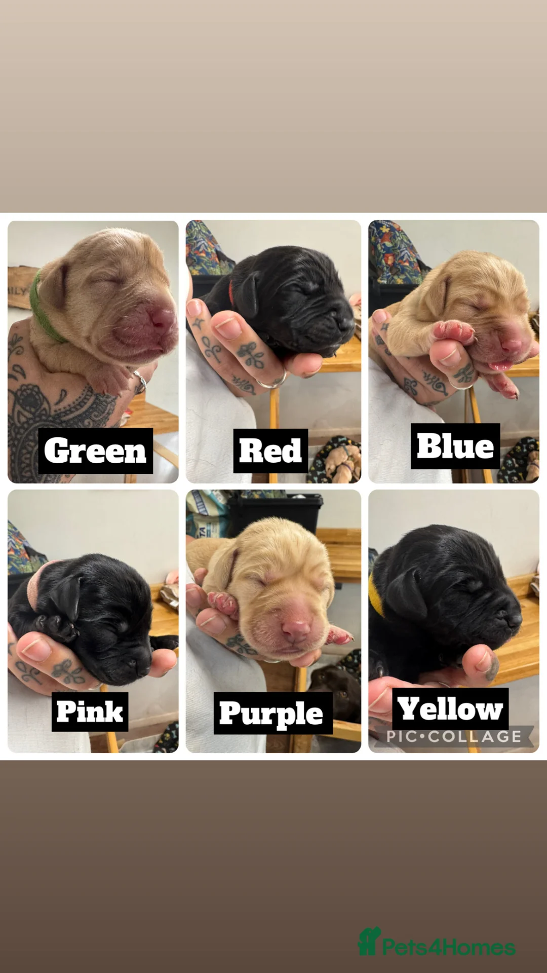 Labrador Retriever dogs for sale: Labrador puppies for sale - Advert 3