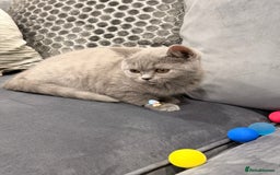 British Shorthair cats for sale: British Shorthair kittens and Mum for sale - Image 21