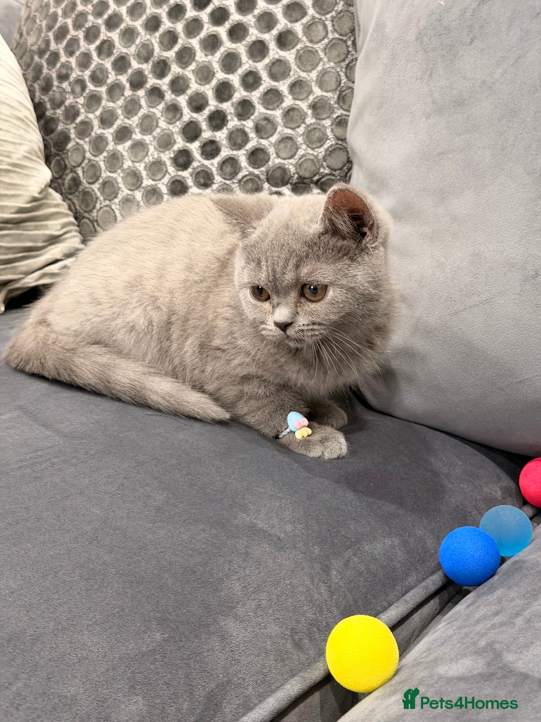 British Shorthair cats for sale: British Shorthair kittens and Mum for sale - Image 21