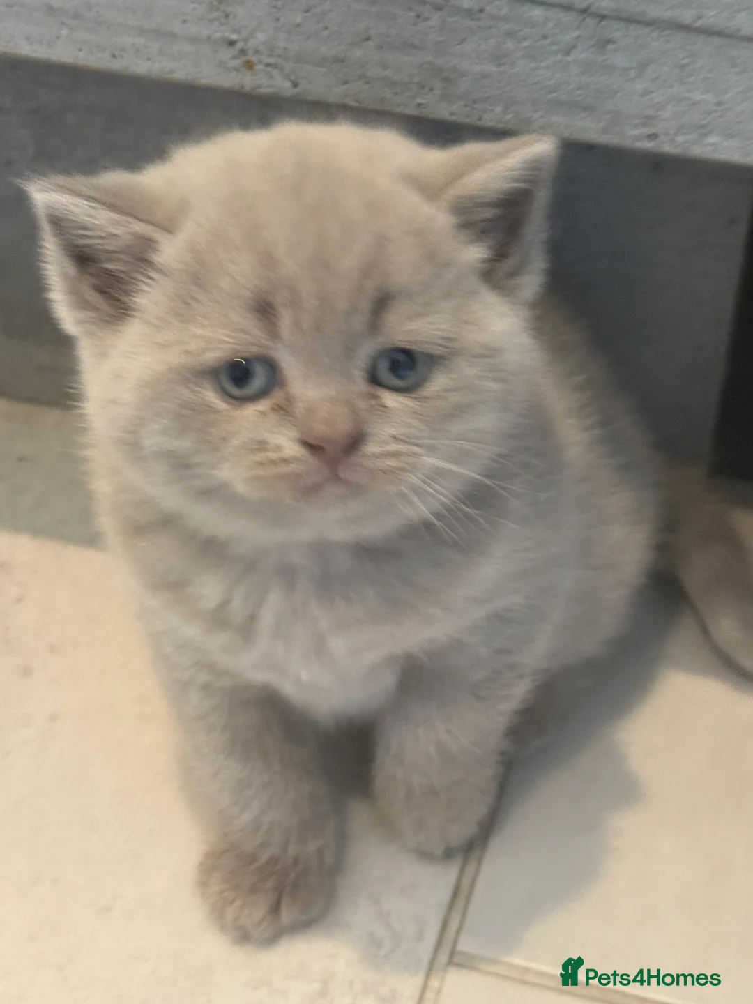British Shorthair cats for sale: Beautiful British Blue Kittens - Advert 1