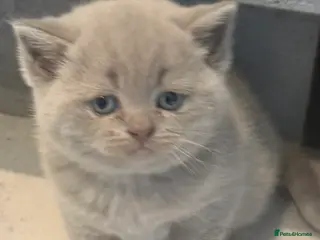 British Shorthair cats Beautiful British Blue Kittens - Advert 1