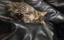 Mixed Breed cats for sale: Mixed breed Turkish Angora fluffy kittens - Image 8