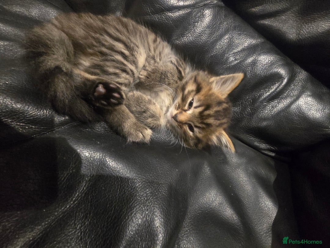 Mixed Breed cats for sale: Mixed breed Turkish Angora fluffy kittens - Image 8