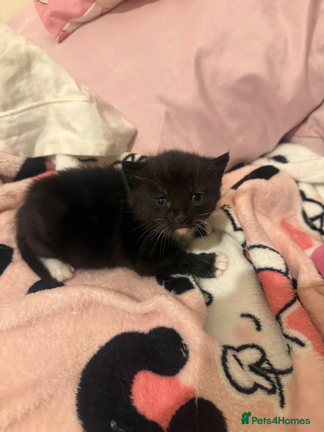 Mixed Breed cats for sale: Russian blue x tabby  - Advert 6