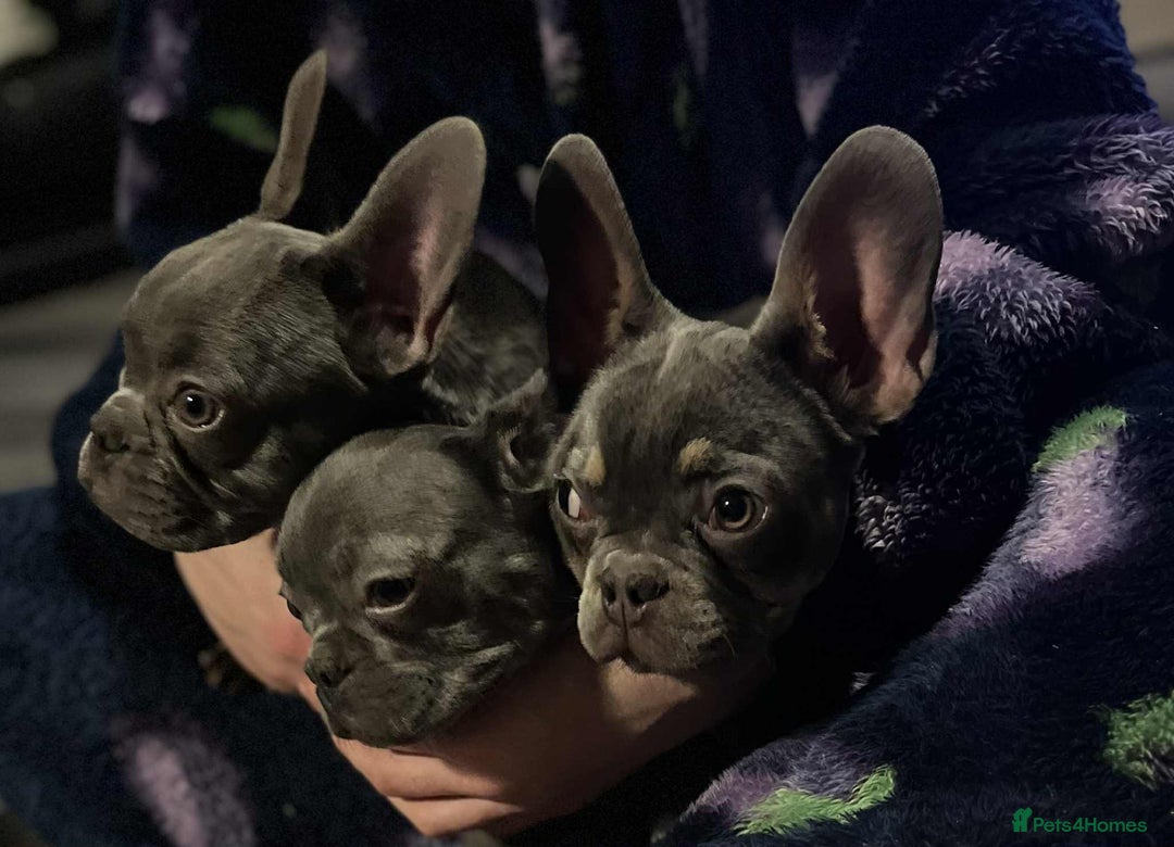 French Bulldog dogs for sale: KC Registered Lilac & Tan French Bulldog Puppies  - Advert 4