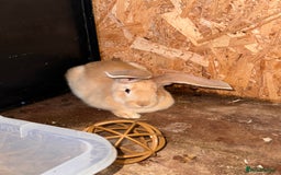 Continental Giant rabbits for sale: Pure Bred Continental Giant Rabbits  - Image 37