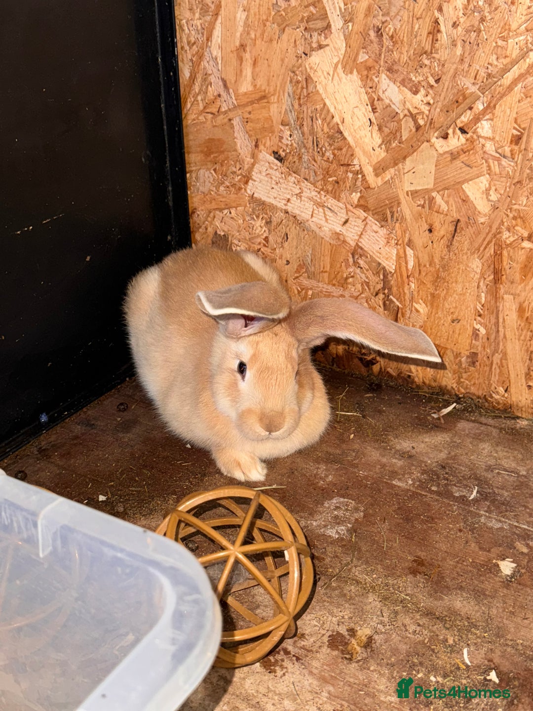 Continental Giant rabbits for sale: Pure Bred Continental Giant Rabbits  - Image 37