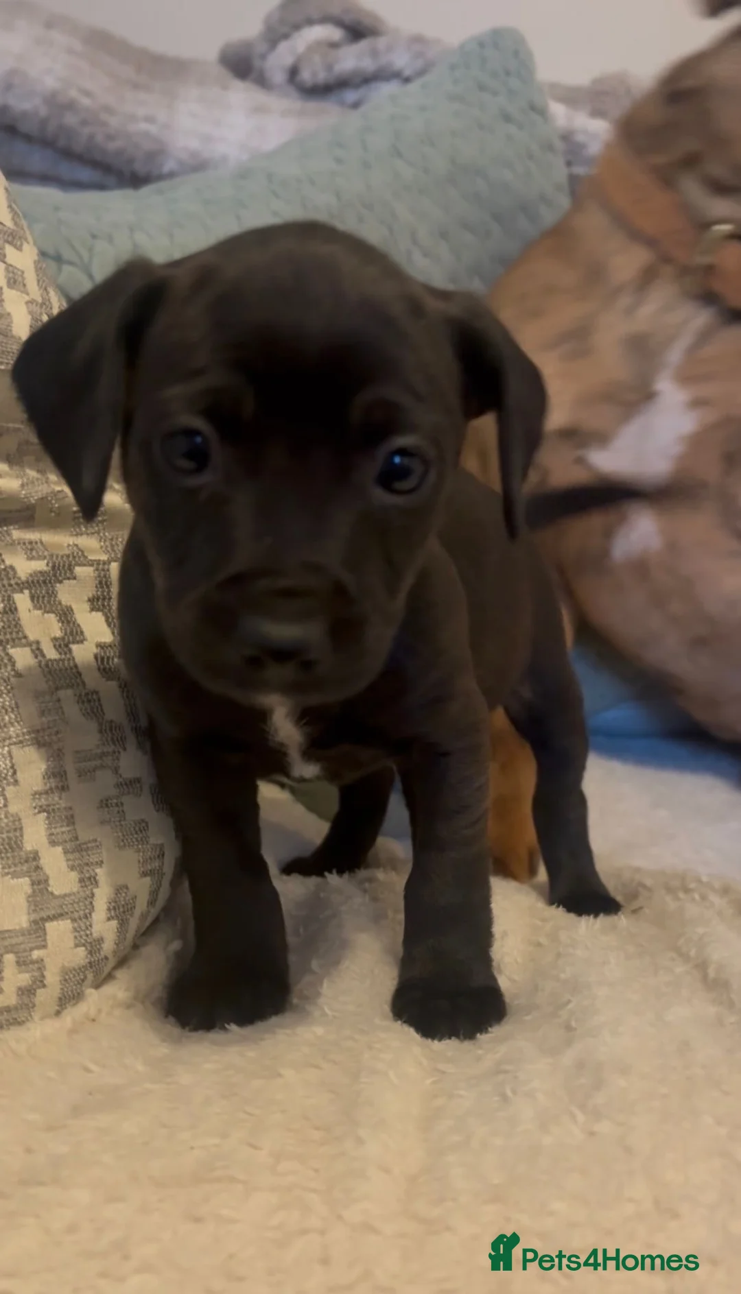 Mixed Breed dogs for sale: Gorgeous cockapoo cross staffy pups.  - Advert 3