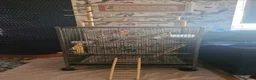 Budgerigars birds for sale: Hand reared, with cage - Advert 3
