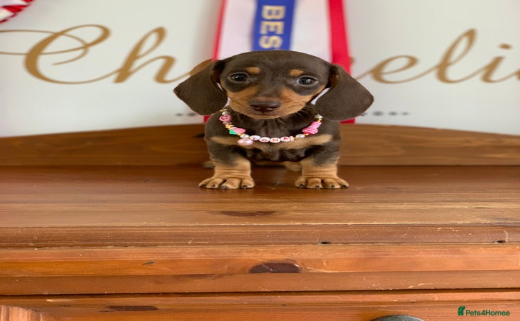 Miniature Dachshund dogs - Advert 2