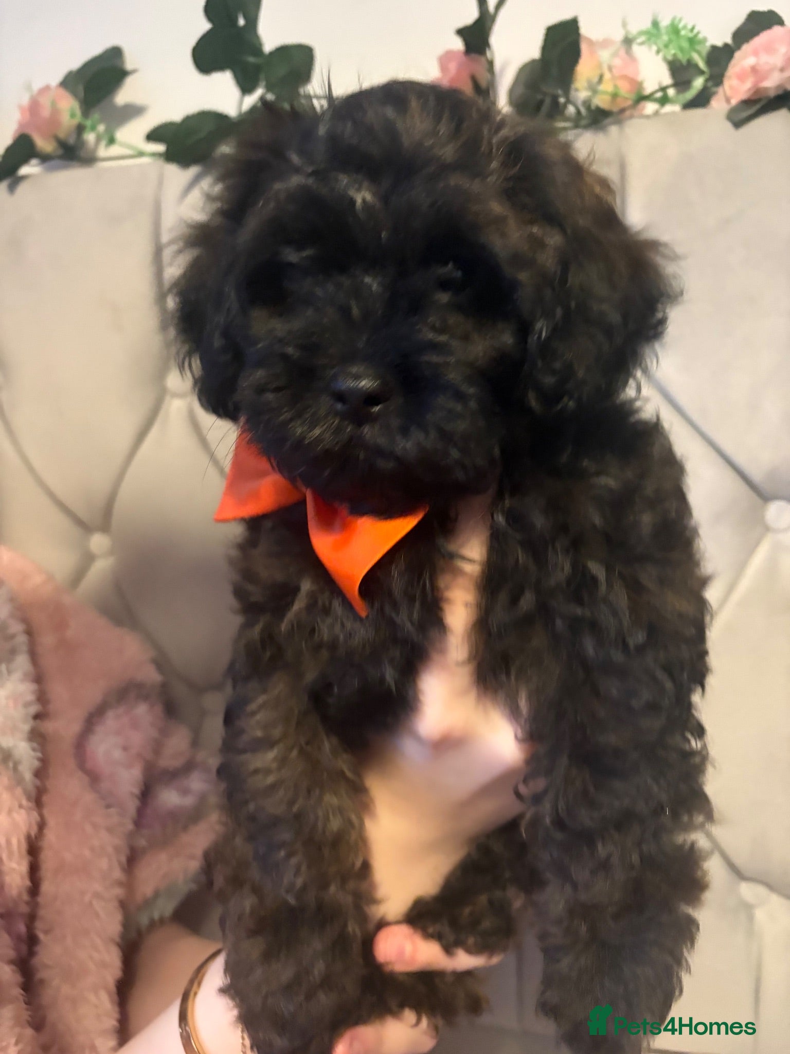 Shihpoo dogs READY NOW! 🧸🤎 Adorable F1B Shihpoo puppies  - Advert 1