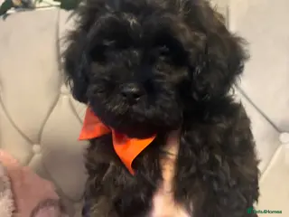 Shihpoo dogs READY NOW! 🧸🤎 Adorable F1B Shihpoo puppies - Advert 1