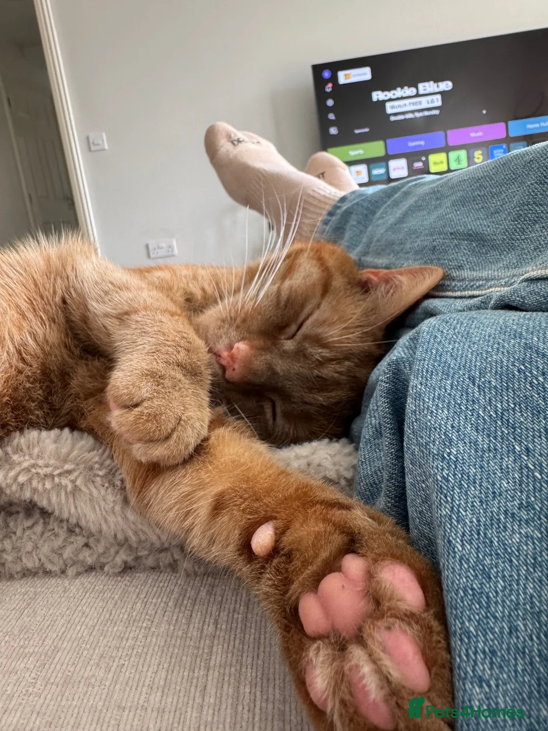 British Shorthair cats for sale: Reggie. Young Male Ginger Tabby - Advert 1
