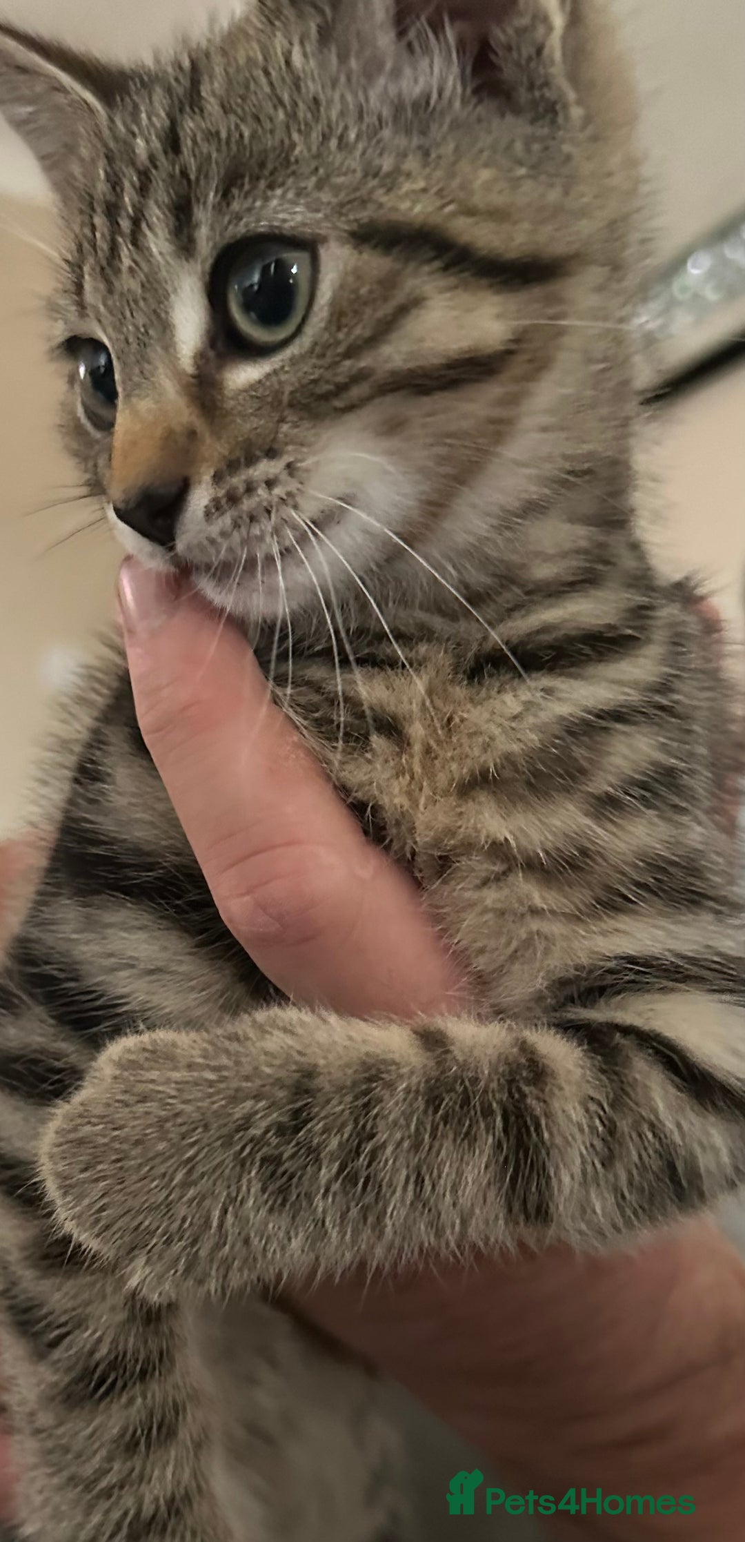 Mixed Breed cats for sale: Half bengal male kitten  - Image 3