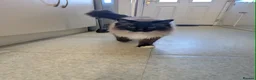 Ragdoll cats for sale: Big Ragdol male  - Advert 4