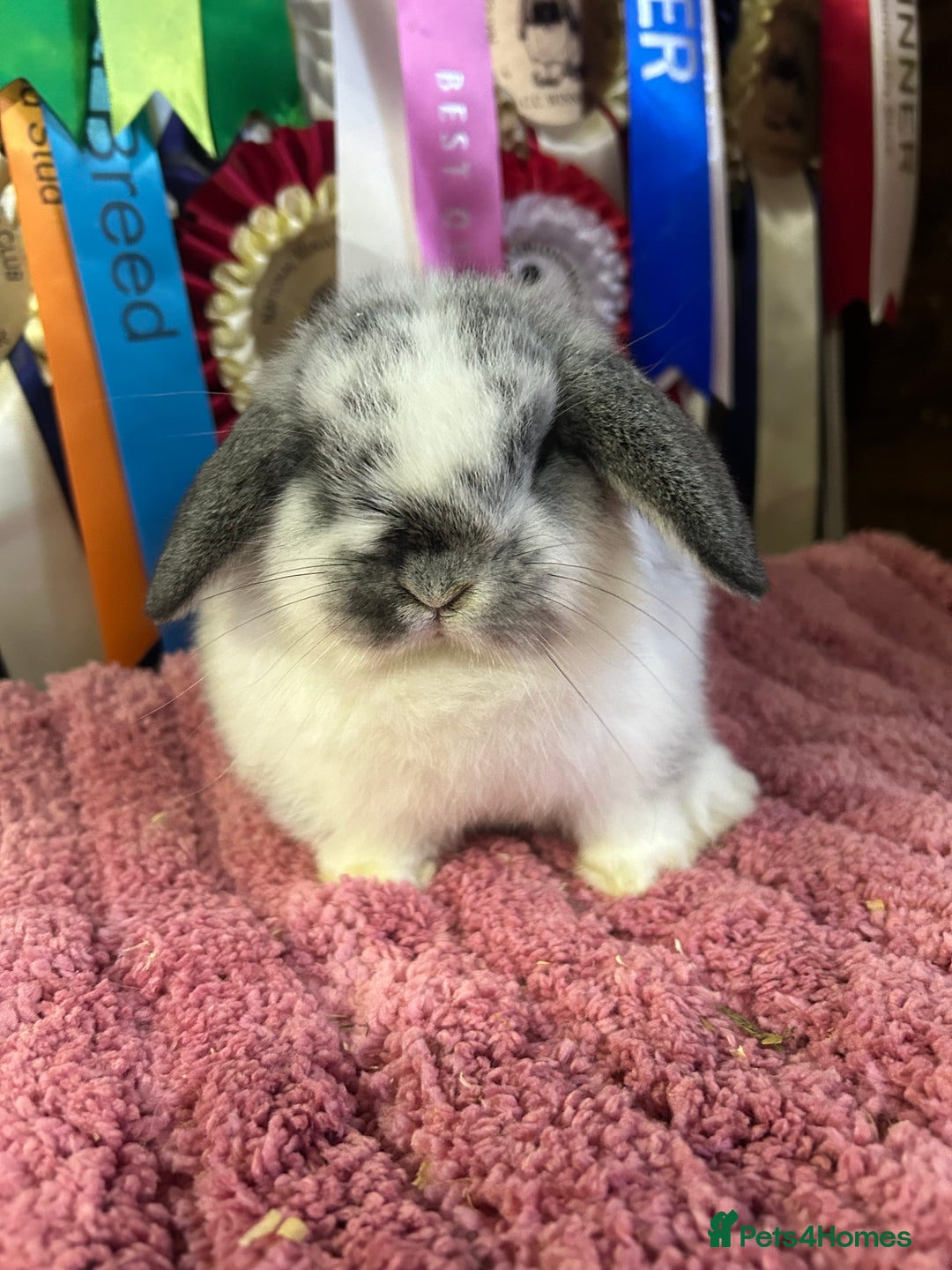 Mini Lop rabbits for sale: Purebred show-line Mini lops  - Advert 2